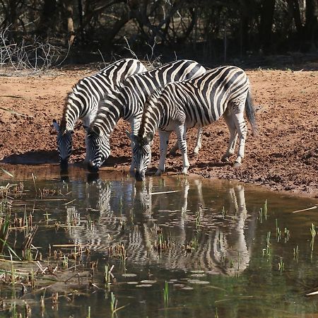 Bushbaby Lodge & Camping Hluhluwe Exteriör bild