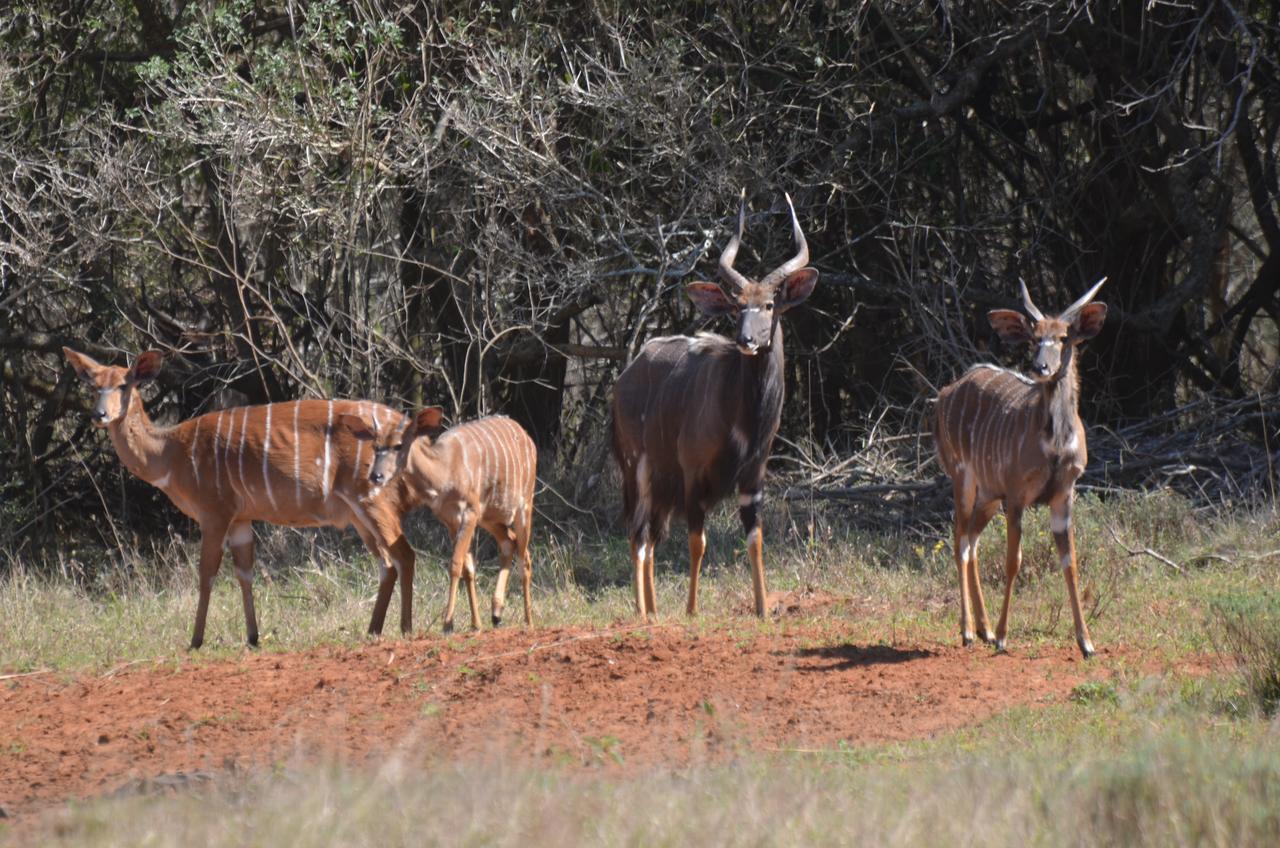 Bushbaby Lodge & Camping Hluhluwe Exteriör bild