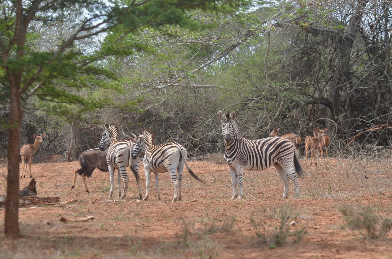 Bushbaby Lodge & Camping Hluhluwe Exteriör bild